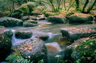 Sous-bois bretons